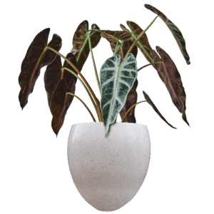 Pot Terrazzo Tipe Bakul