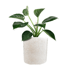 Pot Terrazzo Tipe Silinder Besar
