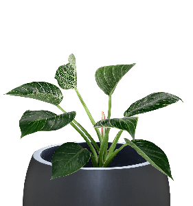 Pot Terrazzo Tipe Gendang Doff